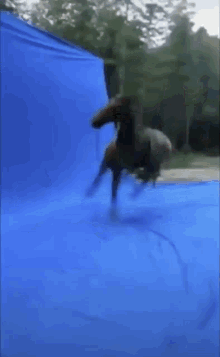 Horse Spin Be Like GIF - Horse Spin Be Like GIFs