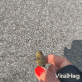 Tiny Turtle Viralhog GIF - Tiny Turtle Turtle Viralhog GIFs