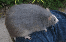 Fat Rat Notshurshic GIF - Fat Rat Notshurshic A Very Fat Rat GIFs