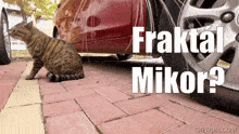 Cat Headbutt Gw2 Fractal When GIF - Cat Headbutt Gw2 Fractal When Gw2 Fraktal Mikor GIFs