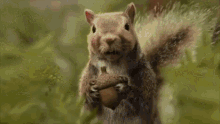 Juggnard Squirrel GIF - Juggnard Squirrel Running GIFs