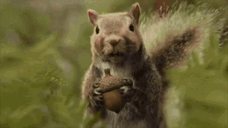 Juggnard Squirrel GIF - Juggnard Squirrel Running - Discover & Share GIFs