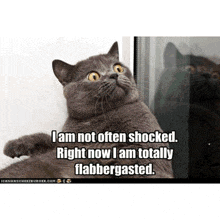 a cat with a caption that says " i am not often shocked right now i am totally flabbergasted . "