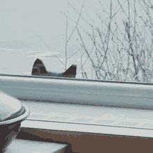 Cat Stare GIF - Cat Stare Black Cat GIFs