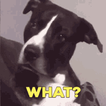 What Dog GIF - What Dog Black And White Dog GIFs