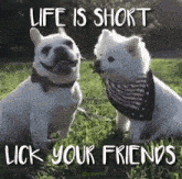 Life Is Short Lick Friends GIF - Life Is Short Lick Friends Lick GIFs