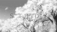 a black and white photo of a cherry blossom tree with the word stedy written in white letters