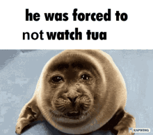 He Was Forced To Watch Tua He Was Forced To Not Watch Tua GIF - He Was Forced To Watch Tua He Was Forced To Not Watch Tua Seal GIFs