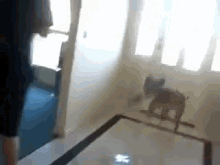 Excited For A Walk GIF - Dog Cute Playing GIFs