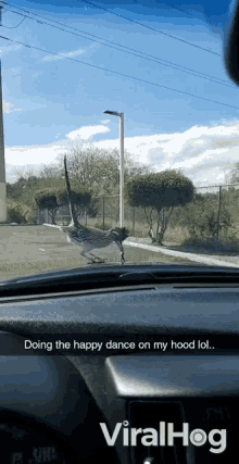 doing the happy dance on my hood lol bird on the car roadrunner bird on my car