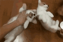 Corgi Tickle GIF - Corgi Tickle Puppy GIFs