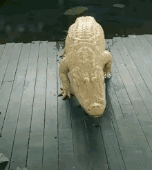 Crocodile Crawling GIF - Crocodile Croc Crawling GIFs