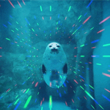 a seal is swimming through a tunnel of lights