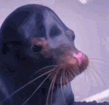 Seal Seal Smile GIF - Seal Seal Smile Smiling GIFs