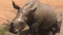 Playing In The Mud Orphaned By Poachers A Baby Rhino Makes A New Friend GIF - Playing In The Mud Orphaned By Poachers A Baby Rhino Makes A New Friend World Rhino Day GIFs