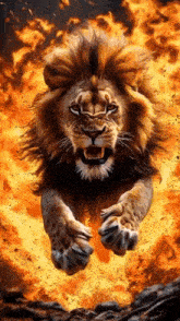a lion with a long mane is jumping through the air in front of a fire .