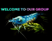 Shrimpkeepers Welcome To Our Group GIF - Shrimpkeepers Welcome To Our Group Blue Shrimp GIFs