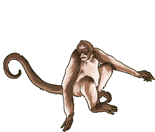 Monkey Spider Sticker - Monkey Spider Spider Monkey - Discover & Share GIFs