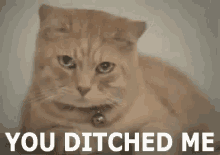 You Ditched Me GIF
