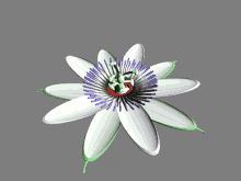 Passion Fruit GIF - Passion Fruit Flower GIFs