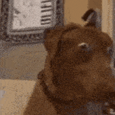 a close up of a dog 's face with a picture of a piano in the background .