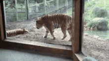 Tigers Zoo GIF