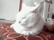 Favorites Cats GIF - Favorites Cats Furry GIFs
