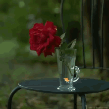 Flower Rose GIF
