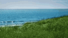 Sea Nature GIF