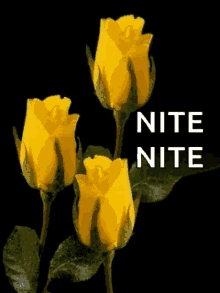 Nite Flowers GIF - Nite Flowers Goodnight GIFs