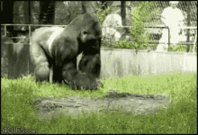 Gorilla Poo GIF