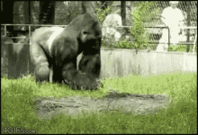 GIF