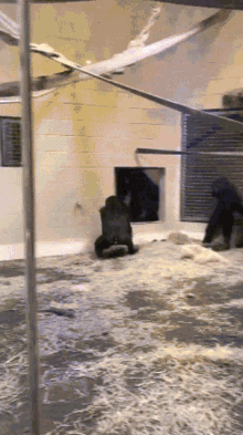 a swimming pool filled with water and a few animals in it