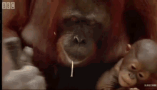 Ape Orangutan GIF - Ape Orangutan Hammer GIFs