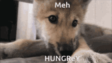 Hungry Dog GIF - Hungry Dog GIFs