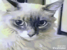 Cat Surprised GIF
