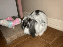 Bunny Rabbit GIF - Bunny Rabbit Bugzy GIFs