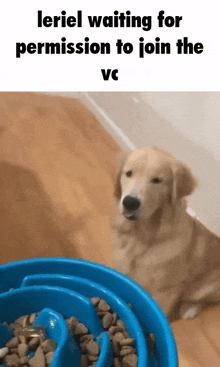 a dog is sitting in front of a bowl of food and waiting for permission to join the vc .