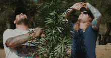 Tall Plant Rome And Duddy GIF