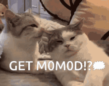 Get Momod M0m0 GIF - Get Momod M0m0 GIFs