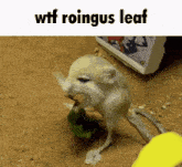 Wtf Roingus GIF - Wtf Roingus Leaf GIFs