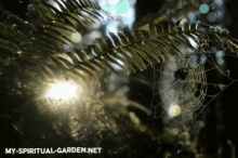 Nature Spiderweb GIF