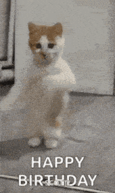 a brown and white cat is standing on its hind legs and says `` happy birthday '' .