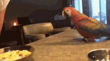 Preparing And Bringing Home Your New Bird GIF - Preparing And Bringing Home Your New Bird GIFs