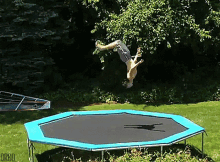 excited trampoline