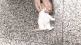 a cat is laying on its back on a marble floor .