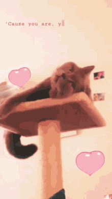 Bebi Grey Cat GIF - Bebi Grey Cat Bkh Kitten GIFs
