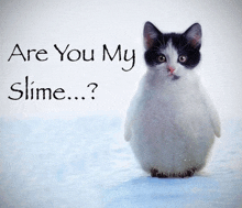 a black and white cat standing in the snow with the words are you my slime