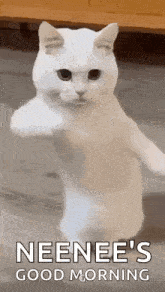 a white cat is standing on its hind legs and making a funny face .