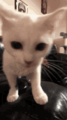 a white cat with black eyes is standing on a couch